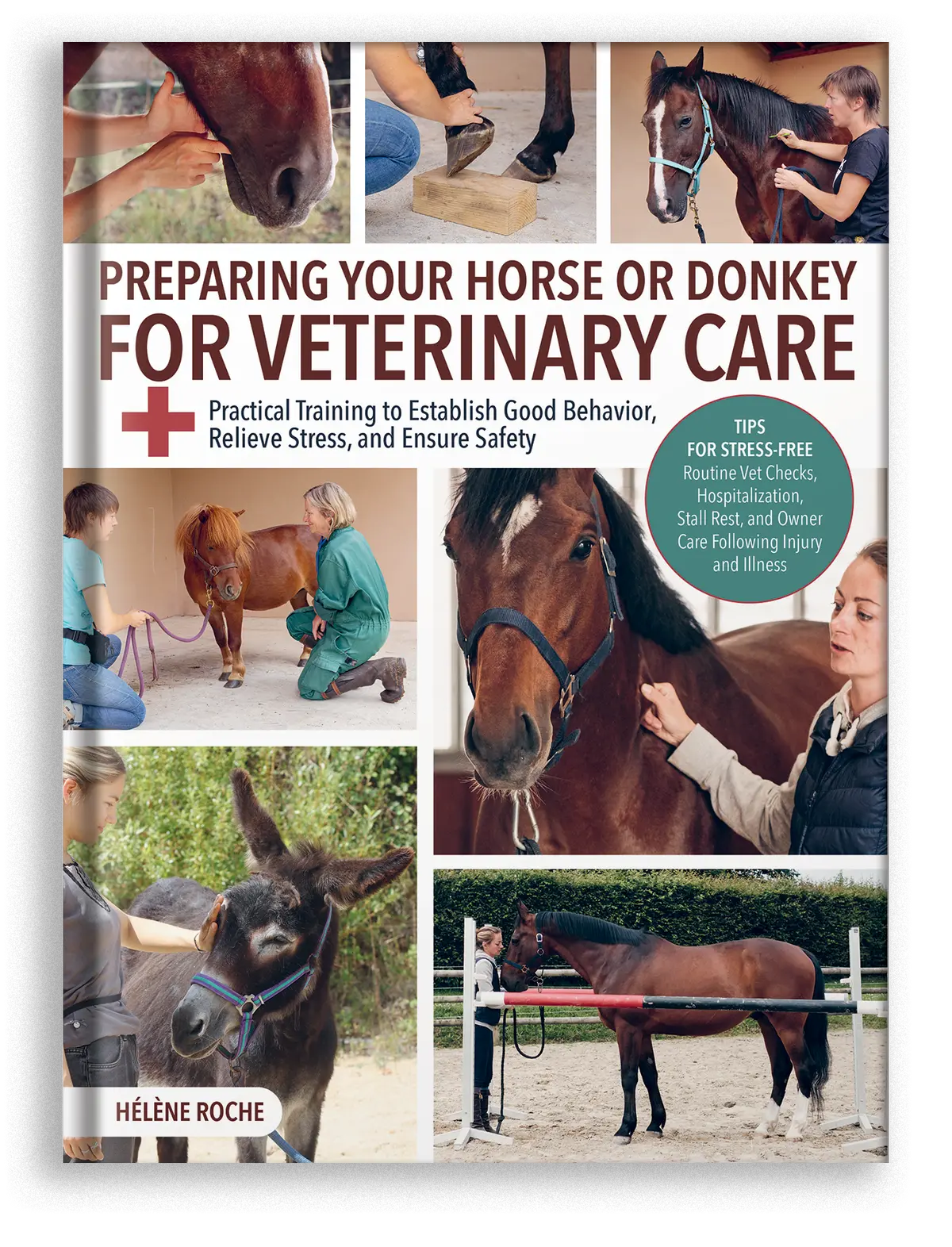 Preparing Your Horse Or Donkey For Veterinary Care 1