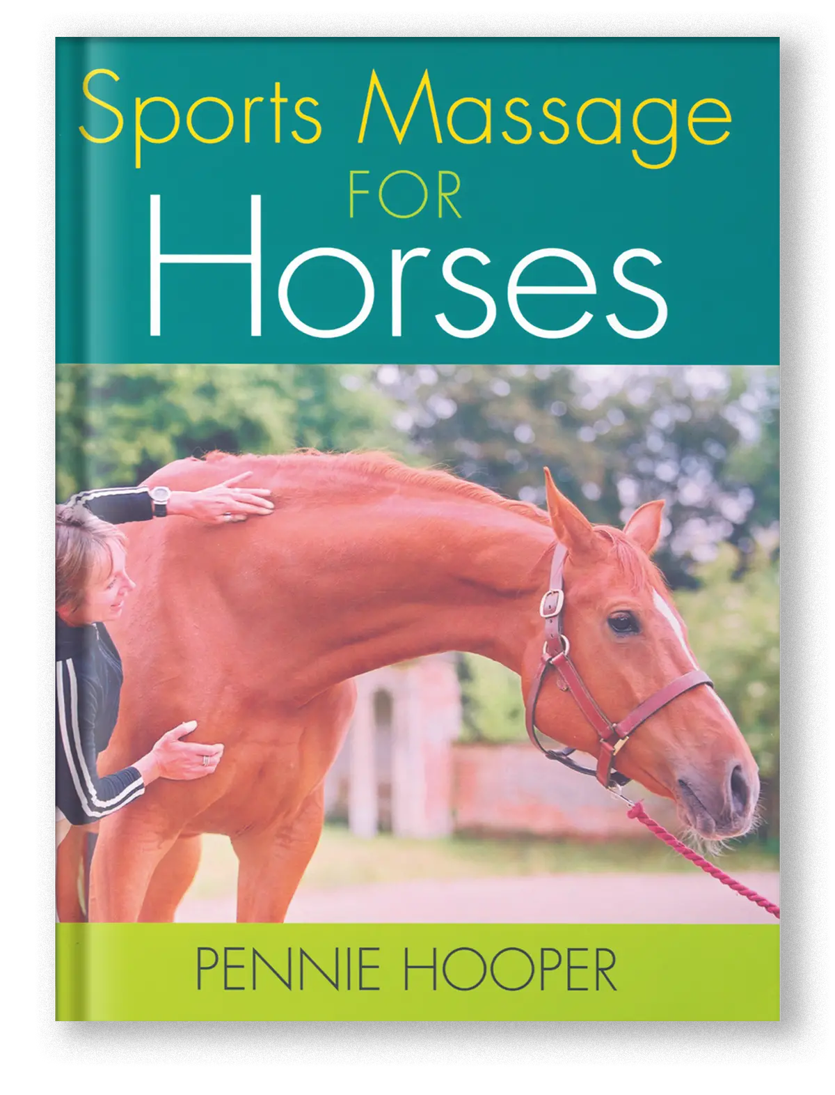 Sports Massage For Horses 1